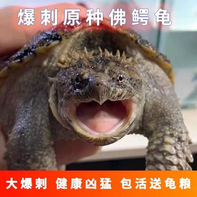 北美小鳄龟苗乌龟宠物龟:凶猛外表下的温柔萌宠,你准备好了吗?-龟-淘宝好物网