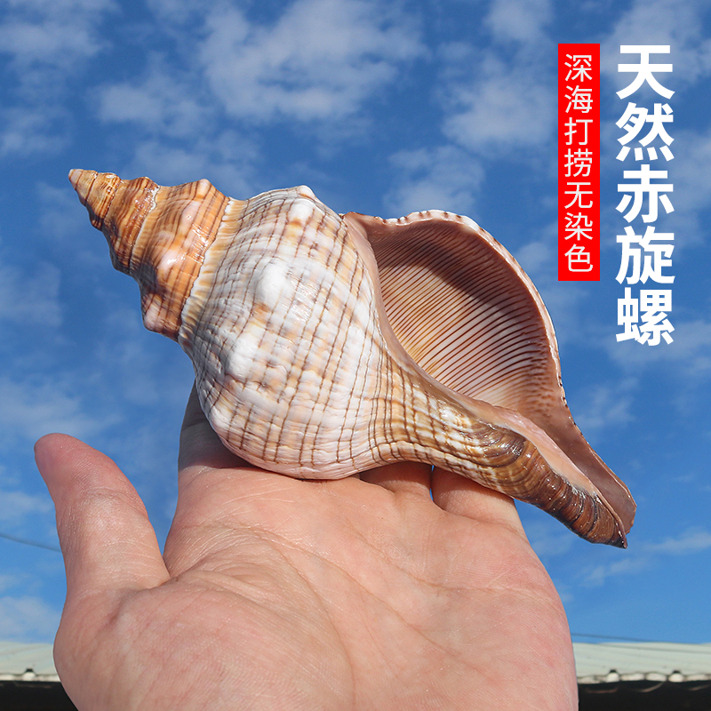 Big Red Spin Snail Natural Shell Sea Snail Shell Fish Tank Aquarium Water Group View Mediterranean Style Swing Piece Diy Creative Gift-Taobao