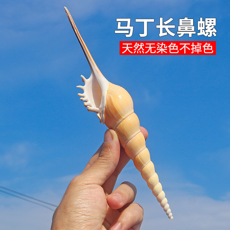 Natural sea snail shells Martin long nose stun collection specimens snails Mediterranean home shop windows creative pendulum items-Taobao