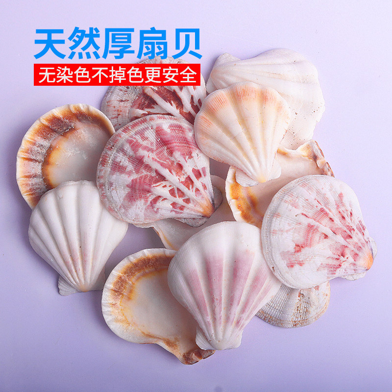 Natural shell conch 3-5 cm white thick scallop fish tank aquarium landscaping handmade wind chimes craft materials