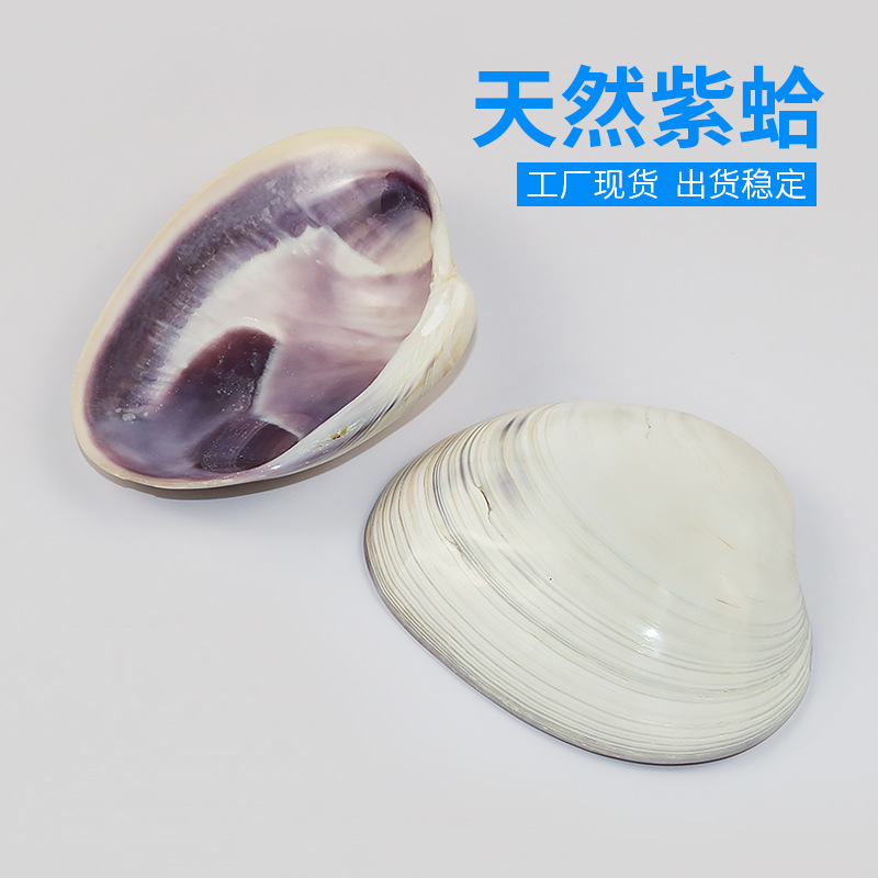 Natural Shells Sea Snail Purple Clams Home Shop Windows Design Decoration Fish Tank Building for Crab Food Basin Manufacturers Wholesale
