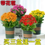 Долголетие цветочные горшки тяжелые лепестки, золотая лиса большие цветы, бутоны, саженцы цветов, четыре сезона цветущих цветов и растений