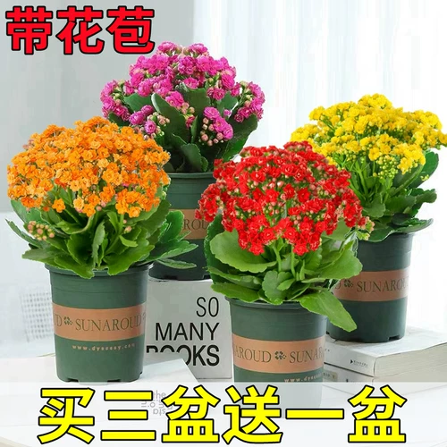 Долголетие цветочные горшки тяжелые лепестки, золотая лиса большие цветы, бутоны, саженцы цветов, четыре сезона цветущих цветов и растений