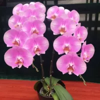 24. Невинный --- корабль с цветочным мечом (цветущий 30 дней)