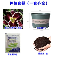 2. Возрождение Xiangxuelan 10 голов+жирный кастрюль с галофу+почва+2 упаковки удобрений