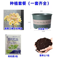 8. Яичный желток Xuexuelan 10 голов+жирный кастрюль с галофой+почва+2 упаковки удобрения