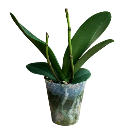 Двухцветный меч -меч Phalaenopsis в горшках орхидея Большие саженцы с цветочным мечом с цветочными почками с почками в четырех сезонах цветы, цветы, легко выращивать