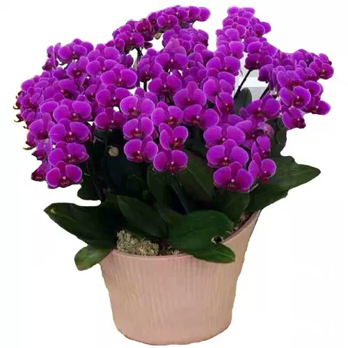 Phalaenopsis Potted Buds с орхидеями цветочного меча, большими саженцами, цветами и растениями и растениями в помещении цветочных гости