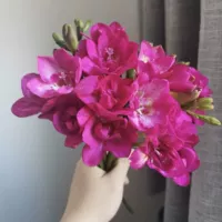 5. Розовая красная Xiangxuelan 5 шаров+2 мешки Органические удобрения