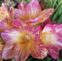 10 цветочная бумага Xiangxuelan 5 шаров+2 мешки с органическими удобрениями