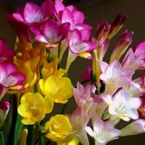 Импортированные Сянксуэльские размноженные горшечные растения с попящих с маленькими маленькими цветущими цветущими растениями.