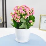 Долголетие цветочные горшки тяжелые лепестки, золотая лиса большие цветы, бутоны, саженцы цветов, четыре сезона цветущих цветов и растений