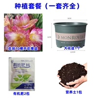 10. Цветочный спато Сянсуэльский 10 голов+жирный кастрюль с галофу+почва+2 упаковки удобрения