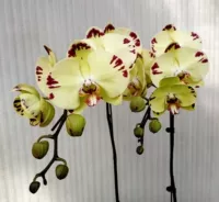 25. Золотая скульптура --- корабль с цветочным мечом (цветущий 30 дней)