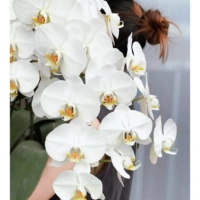 3.V3 --- Парца с цветочным мечом (цветение 30 дней)