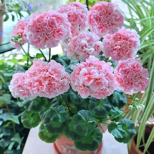 Стоматологический лепесток Greenopus Ported Flower Seartings, большие цветы, текущие четыре сезона, постоянно теряющая слава саженцев, балкон, балкон, хорошие цветы