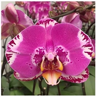 28. Picture сокровища --- корабль с цветочным мечом (цветение 30 дней)