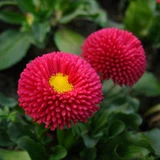 Four Seasons Crichisanthemum Searglings Большой хризантема маленький хризантем горшок с пинг -точками хризантемах хризантем съедобные кародачки хризантема и хорошие цветы и растения