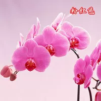 27. Розовый --- корабль с цветочным мечом (цветущий 30 дней)