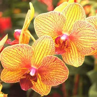 20. Отличное богатство --- Возьмите цветы и мечи для доставки (цветут 30 дней)