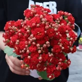 Долголетие цветочные горшки тяжелые лепестки, золотая лиса большие цветы, бутоны, саженцы цветов, четыре сезона цветущих цветов и растений