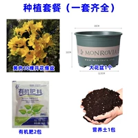 6. Желтый Xiangxuellan 10 голов+жирный кастрюль Gallophed+почва+2 упаковок удобрения