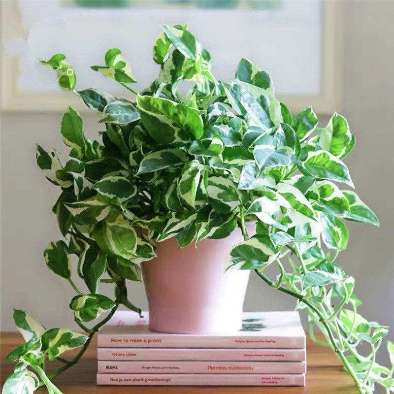 Green Roland Green Pot Green Roland Pot Green Roland Water Flower Leaf Green Rose does not contain pot air