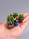 Simulated green plant cactus blind bag succulent potted tabletop miniature ornaments children's play house toys