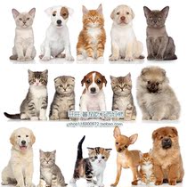 HD photography pet shop cute cat and dog pictures JPG picture painting reference photo poster design material