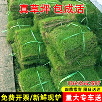 Lawn real turf belt soil villa garden greening low maintenance-free four-season green green grass Taiwan grass Manila