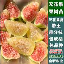 Fig saplings are potted and planted in the ground. The results of the current year are shipped with soil and shipped to the south and north for garden large fig seedlings.