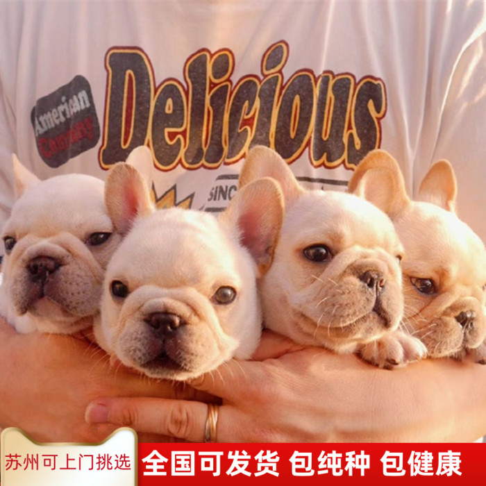 Fardou Puppies Pure Breed French Bulldog Puppies Blue Bulldog Farinfighting Cream Bulldog Short Fur Small Dog Pet Dog-Taobao