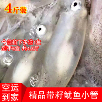 Small tube mother tube with seeds Fujian Minnan Hong Kong light-caught fresh squid pen tube fish fresh seafood sea rabbit 4 pounds