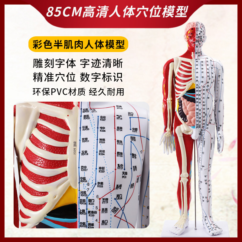 85cm高清中医针灸穴位模型图教学全身家用十二经络人体解剖小铜人