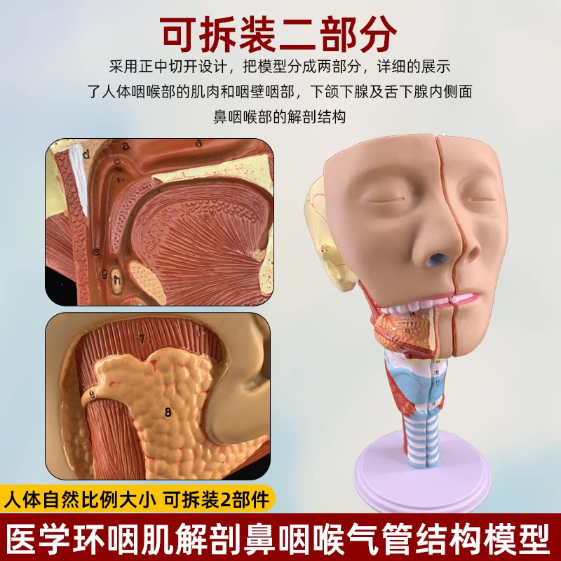 鼻咽喉气管环咽肌解剖吞咽障碍康复医学教学演示唾液腮腺鼻腔模型