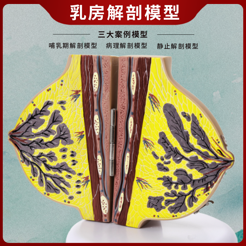 医学女性乳房教学模型仿真人体器官乳腺结构组织病变解剖模具教具