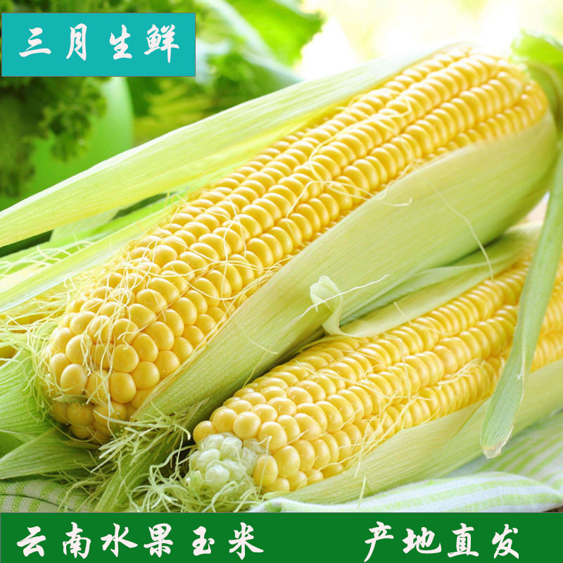 Yunnan fruit corn 3 5 9 kg raw popcorn sweet corn is now harvested sweet fruit corn
