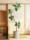 Artificial Green Plant Black King Kong Floor-Standing Potted Plant, Large Indoor Faux Plant Decoration for Living Room, Light Luxury Decorative Flower and Artificial Tree