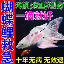 Special medicine for butterfly carp tail congestion fried scales koi fish disease white hair rotten skin rotten body and gills special medicine for nitrifying bacteria