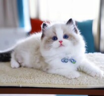 Ragdoll kitten live Hailanshan double-match purebred bloodline key color long-haired fairy cat live animal kitten