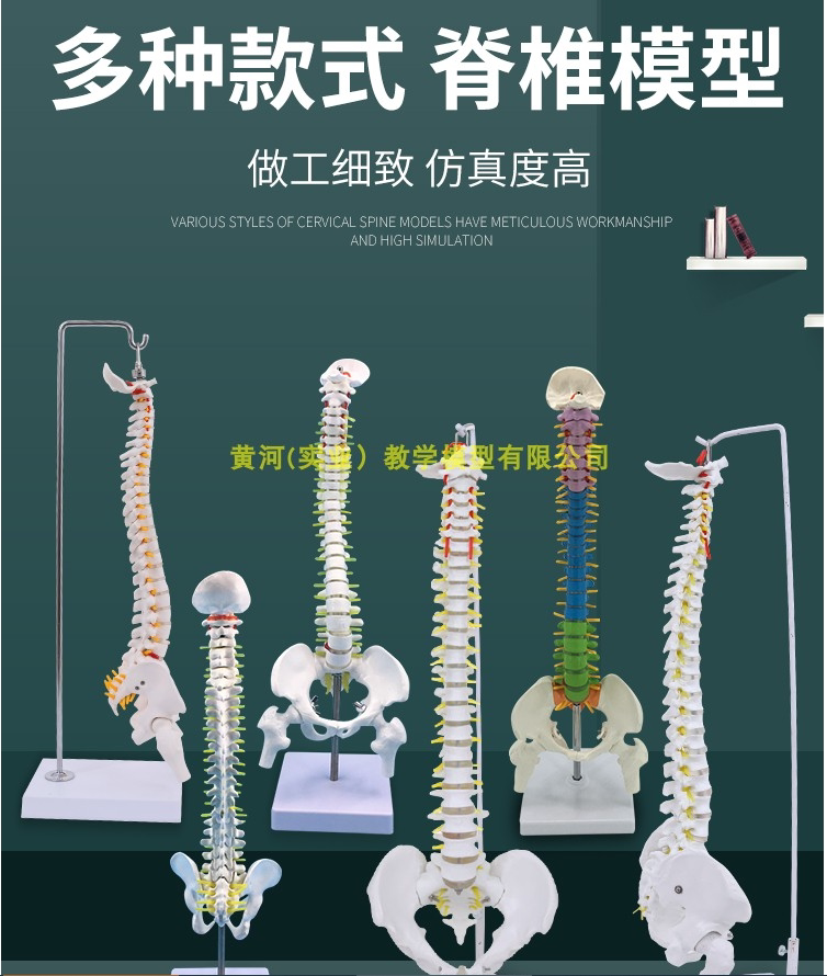 成人脊柱模型80CM成人脊柱模型 人体脊椎1:1脊椎带颈椎胸椎尾椎椎