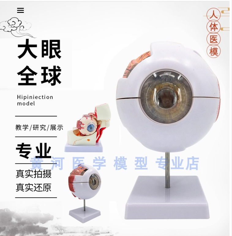 眼球解剖模型 人体6倍眼球模型眼睛解剖学 感觉器五官科眼科模型
