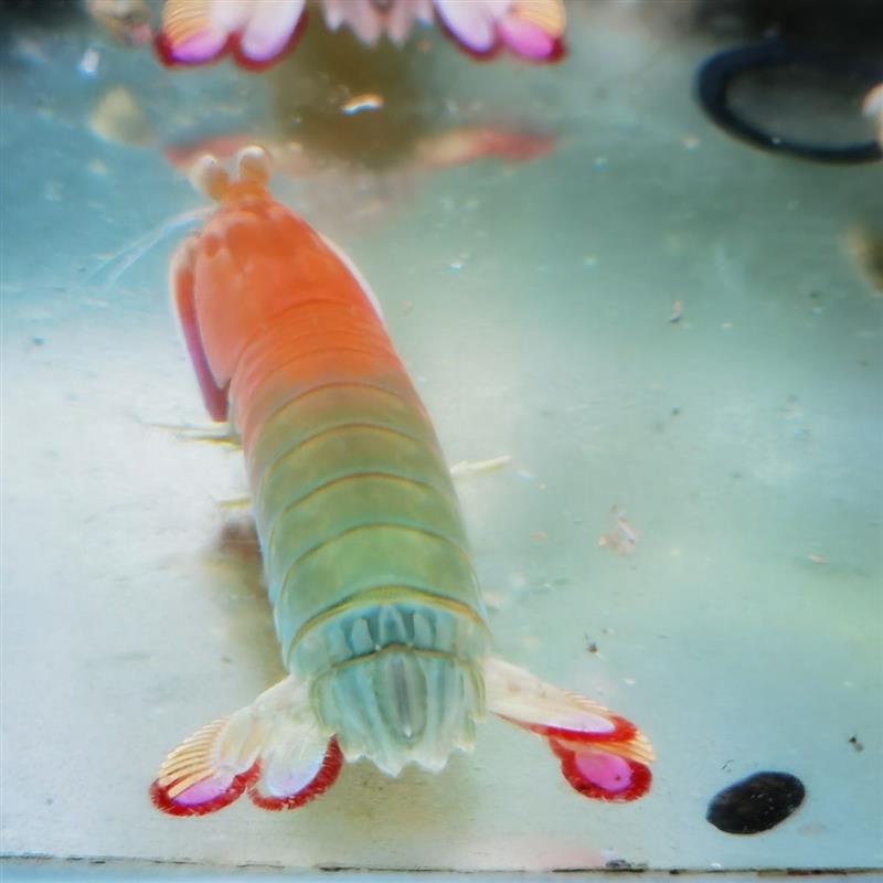 从斑马虾到皮皮虾：揭秘五种海味珍品