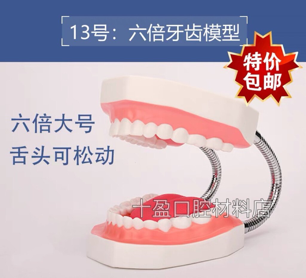 牙齿模型幼儿园早教刷牙模具标准两倍假牙科儿童宝宝口腔教学道具