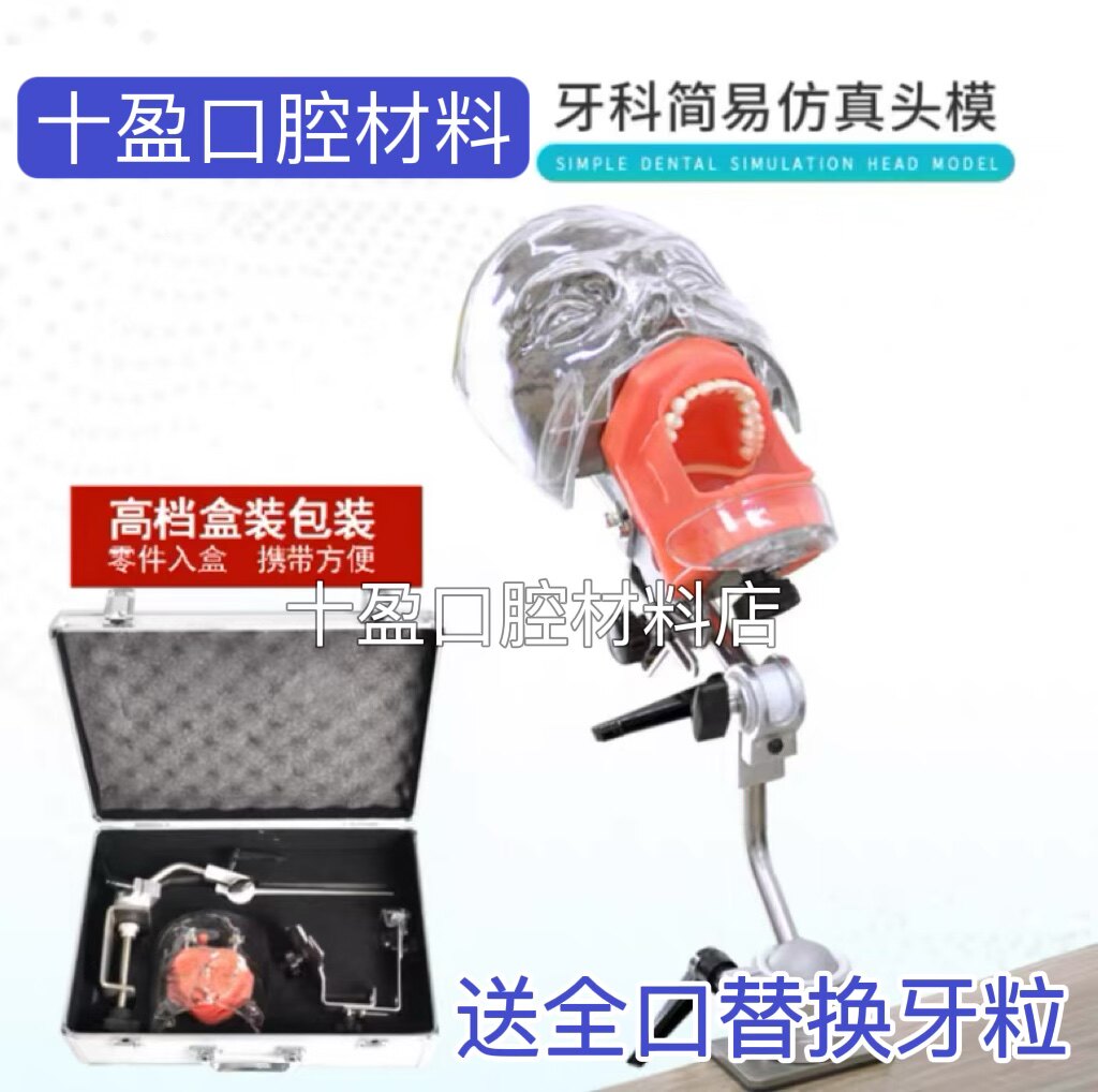 简易仿真练习头模套装可拆卸牙模牙科模型牙齿模型口腔模型牙模型