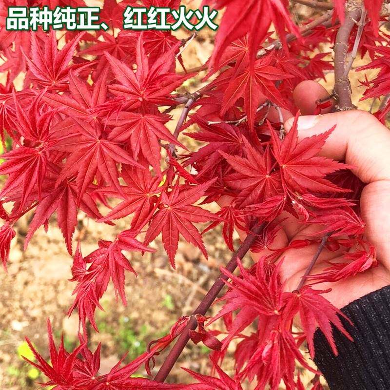 日本红舞姬红枫树苗为何成为盆栽爱好者的宠儿?它适合中国哪些地区种植?-水草-淘宝好物网