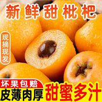 Sichuan Panzhihua rice easy loquat large fruit sweet Pipa Pipa batch 3 pounds of fresh fruit in season