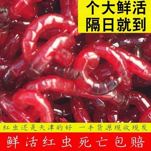 Red worm live bait live and live large Tianjin red worm small bug fish bait bait fish red worm fish fish bait red worm