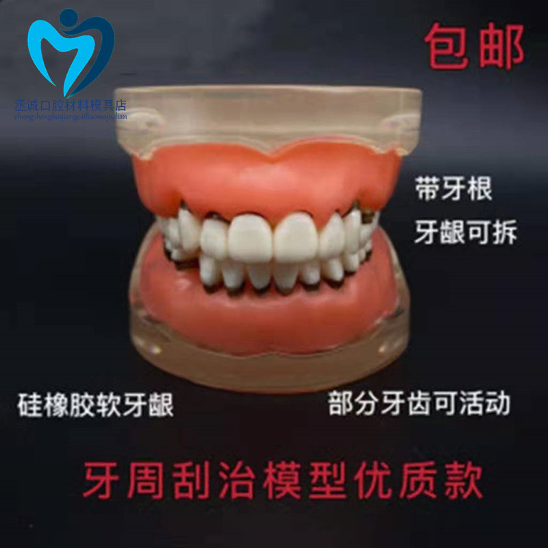 牙科口腔教学模型 牙周病理硅橡胶软牙齦 练习刮治结石包邮