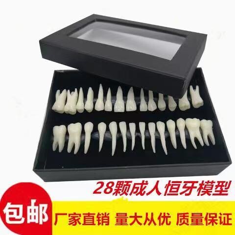 牙科28颗恒牙牙齿模型 带牙根仿真离体牙模型 28颗单色牙齿模型